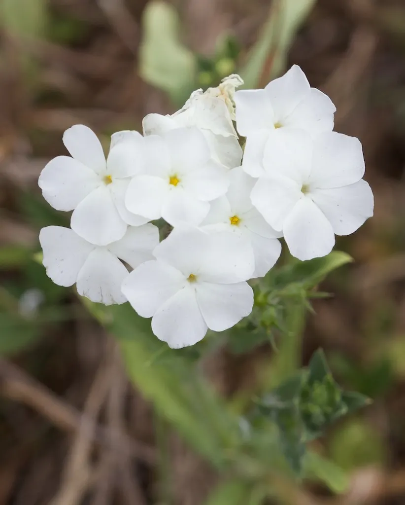 Annual Phlox (Phlox Drummondii) — but ensure proper spacing of about 10 to 12 inches apart to promote healthy air circulation and prevent mildew, image 91