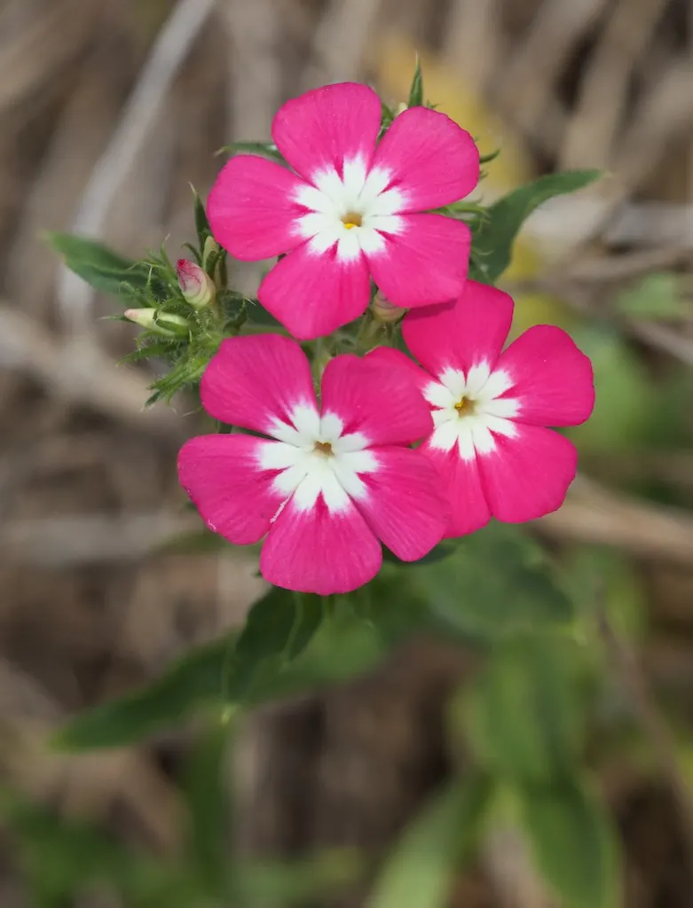 Annual Phlox (Phlox Drummondii) — but ensure proper spacing of about 10 to 12 inches apart to promote healthy air circulation and prevent mildew