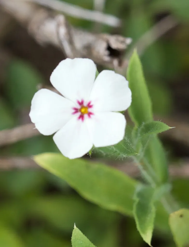 Annual Phlox (Phlox Drummondii) — but ensure proper spacing of about 10 to 12 inches apart to promote healthy air circulation and prevent mildew, image 67