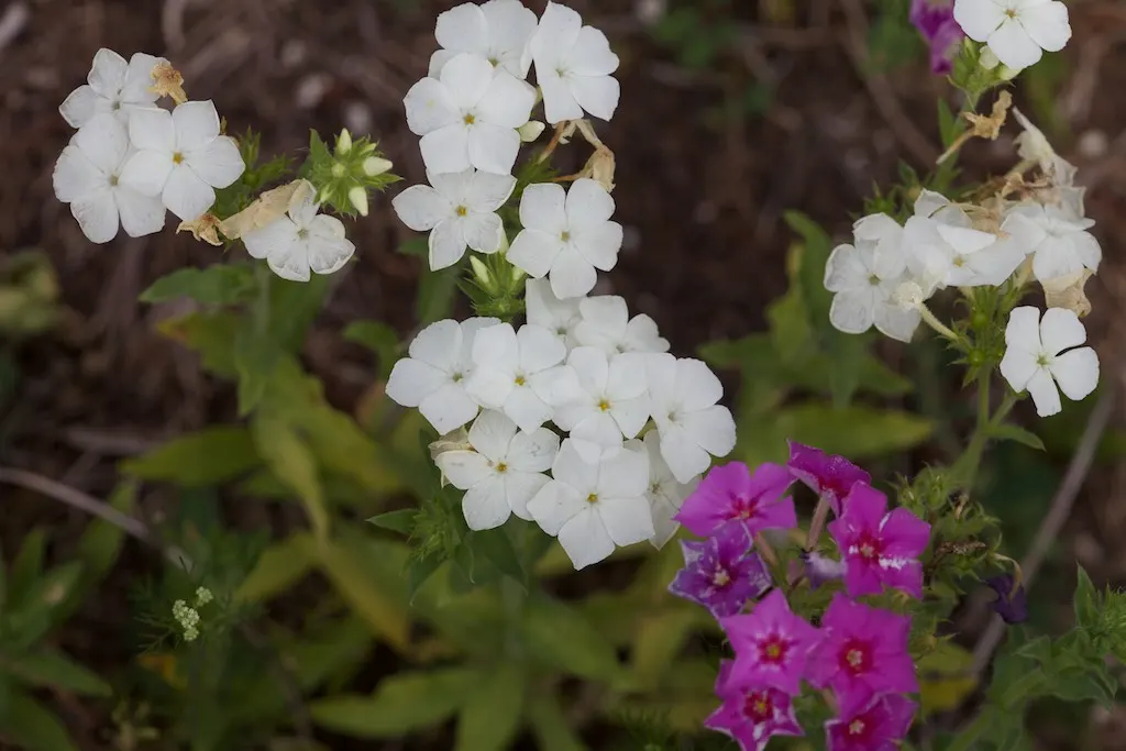 Annual Phlox (Phlox Drummondii) — multi-colored and pink flowers in the garden; commonly known as Annual Phlox, image 94
