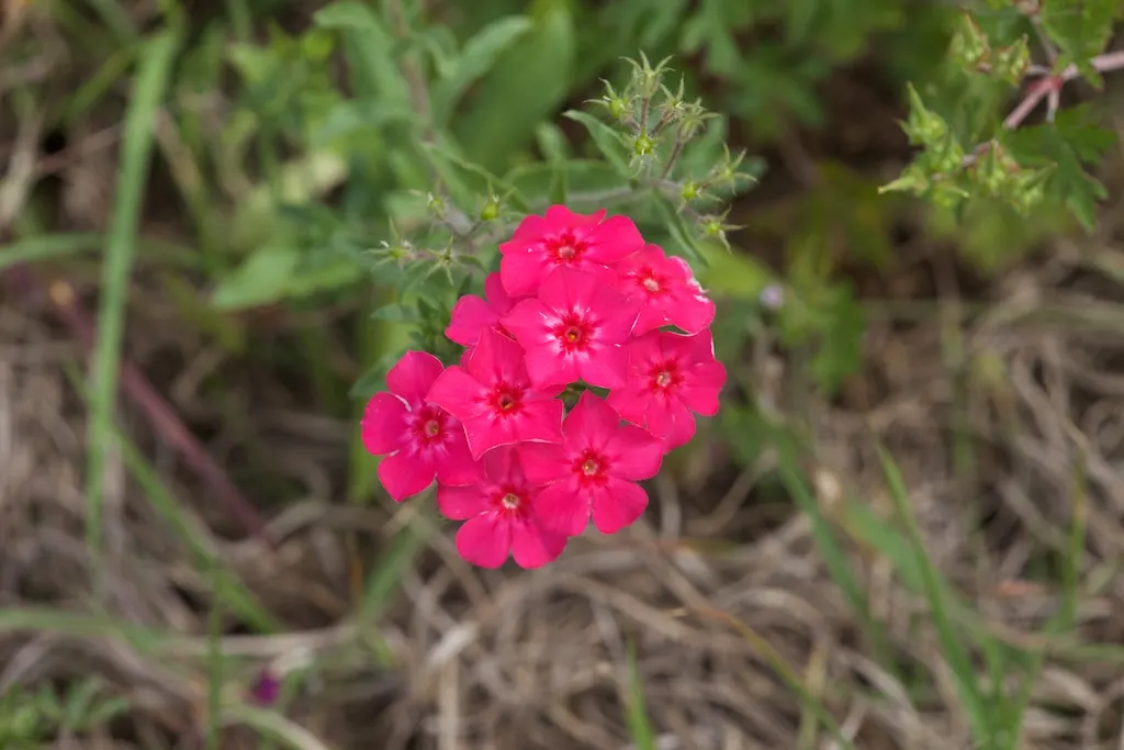 Annual Phlox (Phlox Drummondii) — enriching the garden's ecosystem.<br><br>When designing with Phlox drummondii; its clustered star-shaped flowers come in an