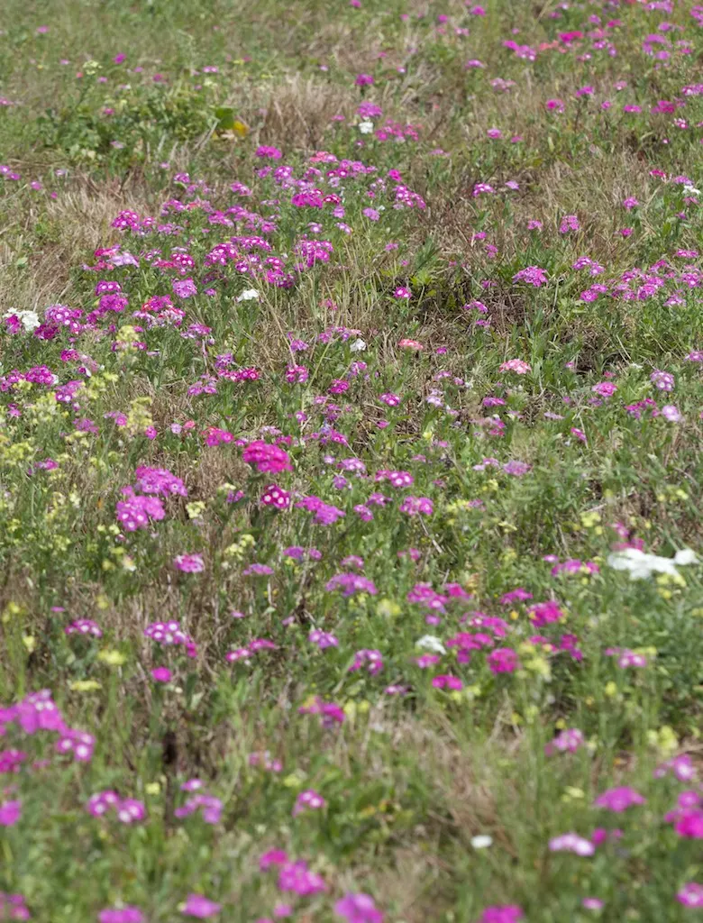 Annual Phlox (Phlox Drummondii) — multi-colored and pink flowers in the garden; commonly known as Annual Phlox, image 70