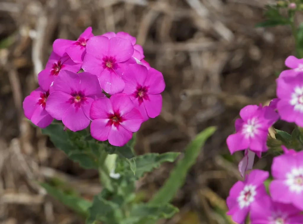 Annual Phlox (Phlox Drummondii) — In full bloom from spring to early fall; making it a favored choice for adding a pop of color to any garden, image 108