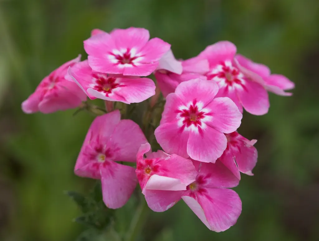 Annual Phlox (Phlox Drummondii) — roughly one inch in diameter; annual with multi-colored and pink blooms, image 110