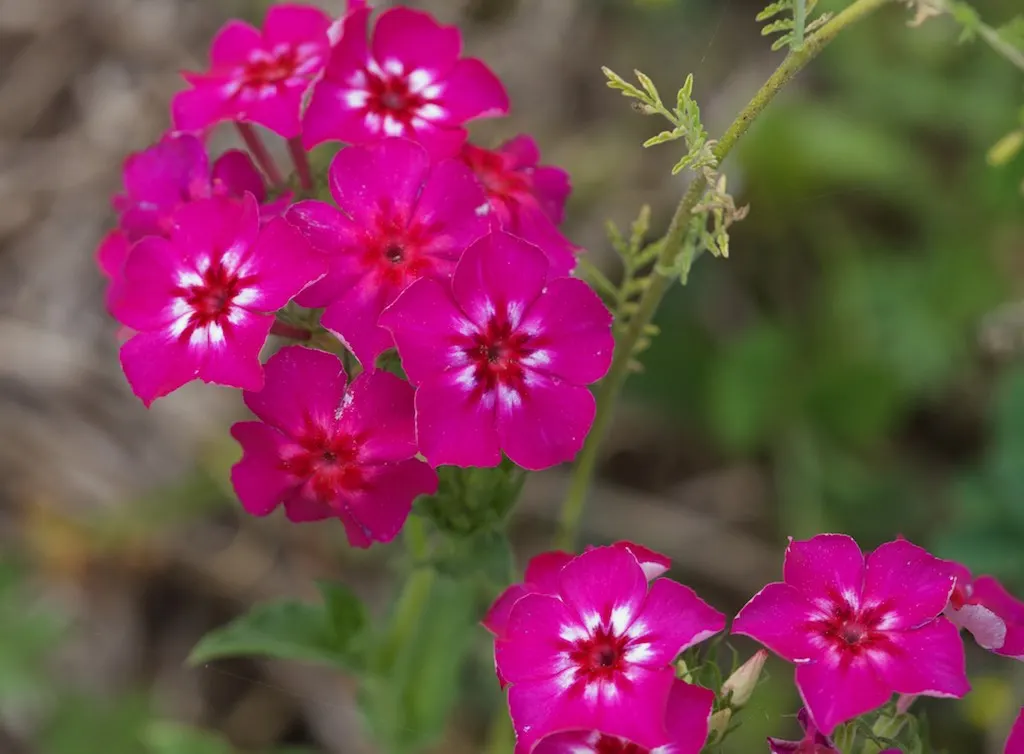 Annual Phlox (Phlox Drummondii) — showcasing a spectacle of colors ranging from white to pink; an area with at least 6 hours of direct sunlight and, image 51