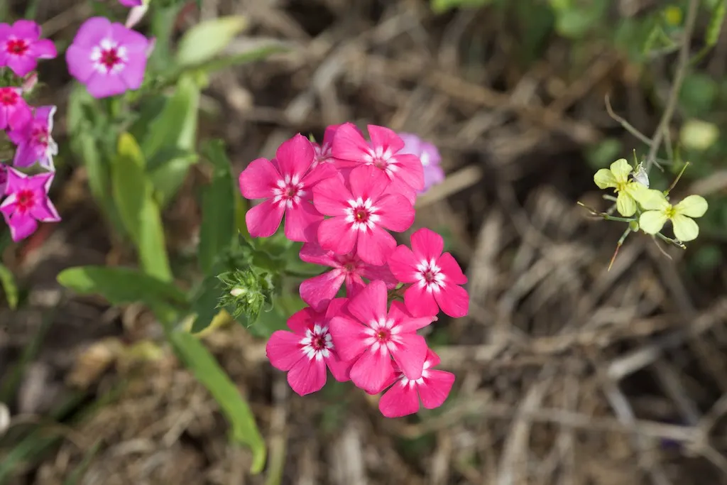 Annual Phlox (Phlox Drummondii) — An area with at least 6 hours of direct sunlight and moderate moisture is ideal; showcasing a spectacle of colors, image 90