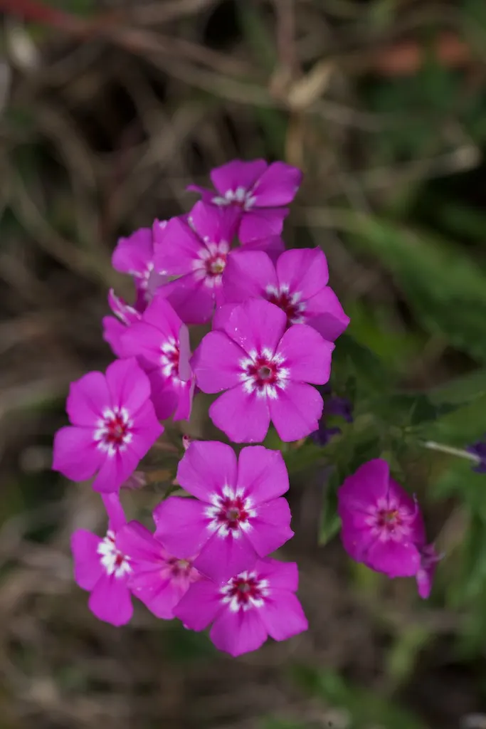 Annual Phlox (Phlox Drummondii) — annual with multi-colored and pink blooms