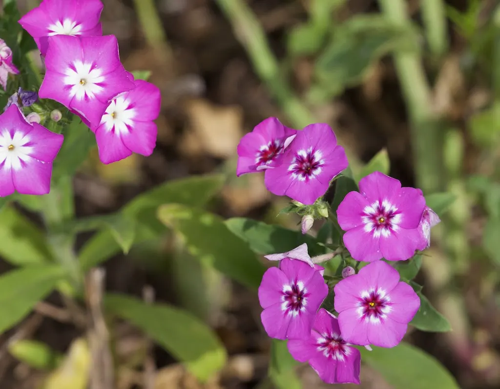 Annual Phlox (Phlox Drummondii) — multi-colored and pink flowers in the garden; commonly known as Annual Phlox