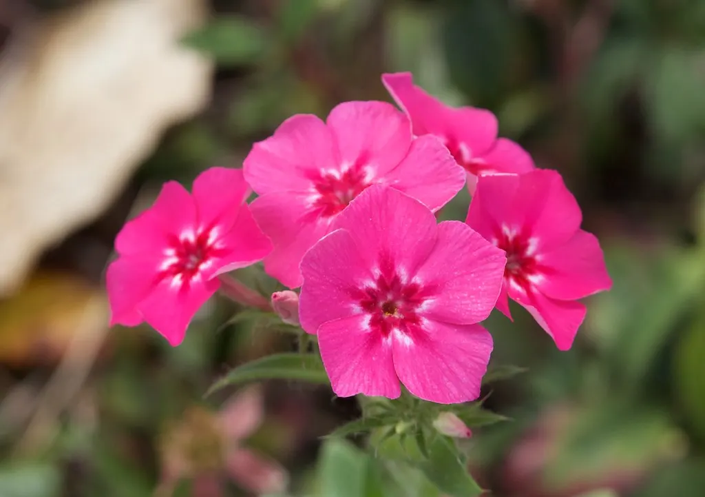 Annual Phlox (Phlox Drummondii) — Originating from central Texas but now widely cultivated