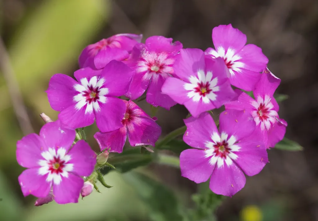 Annual Phlox (Phlox Drummondii) — An area with at least 6 hours of direct sunlight and moderate moisture is ideal; showcasing a spectacle of colors ranging