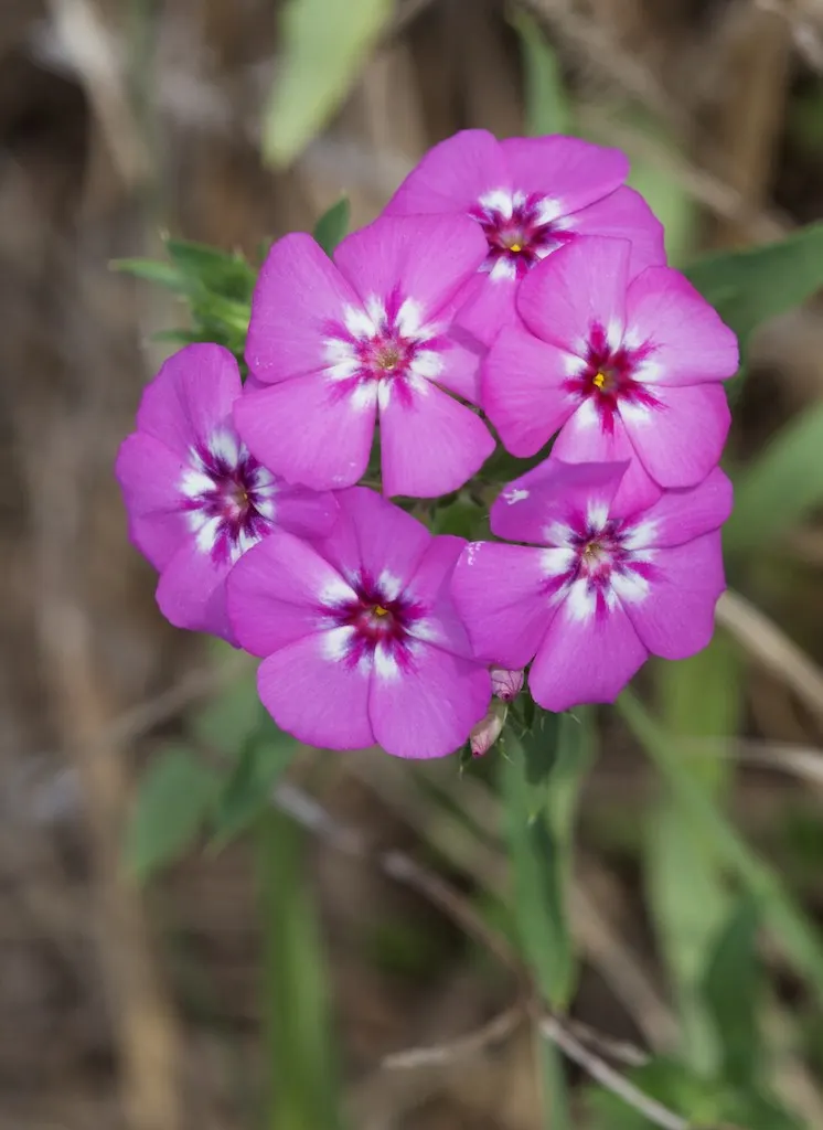 Annual Phlox (Phlox Drummondii) — Originating from central Texas but now widely cultivated; but ensure proper spacing of about 10 to 12 inches, image 58
