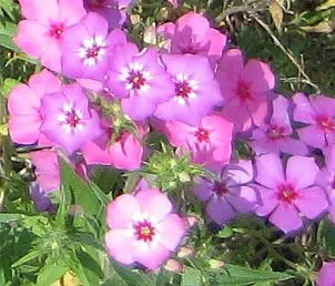 Annual Phlox (Phlox Drummondii) — can attract pollinators like butterflies and hummingbirds; it adds a prolonged splash of color and attracts, image 87