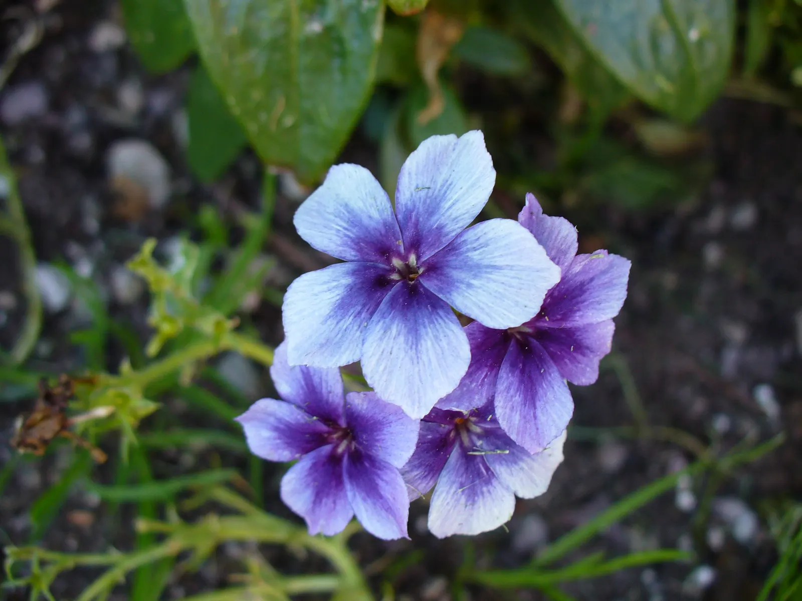 Annual Phlox (Phlox Drummondii) — showcasing a spectacle of colors ranging from white to pink; an area with at least 6 hours of direct sunlight and, image 75