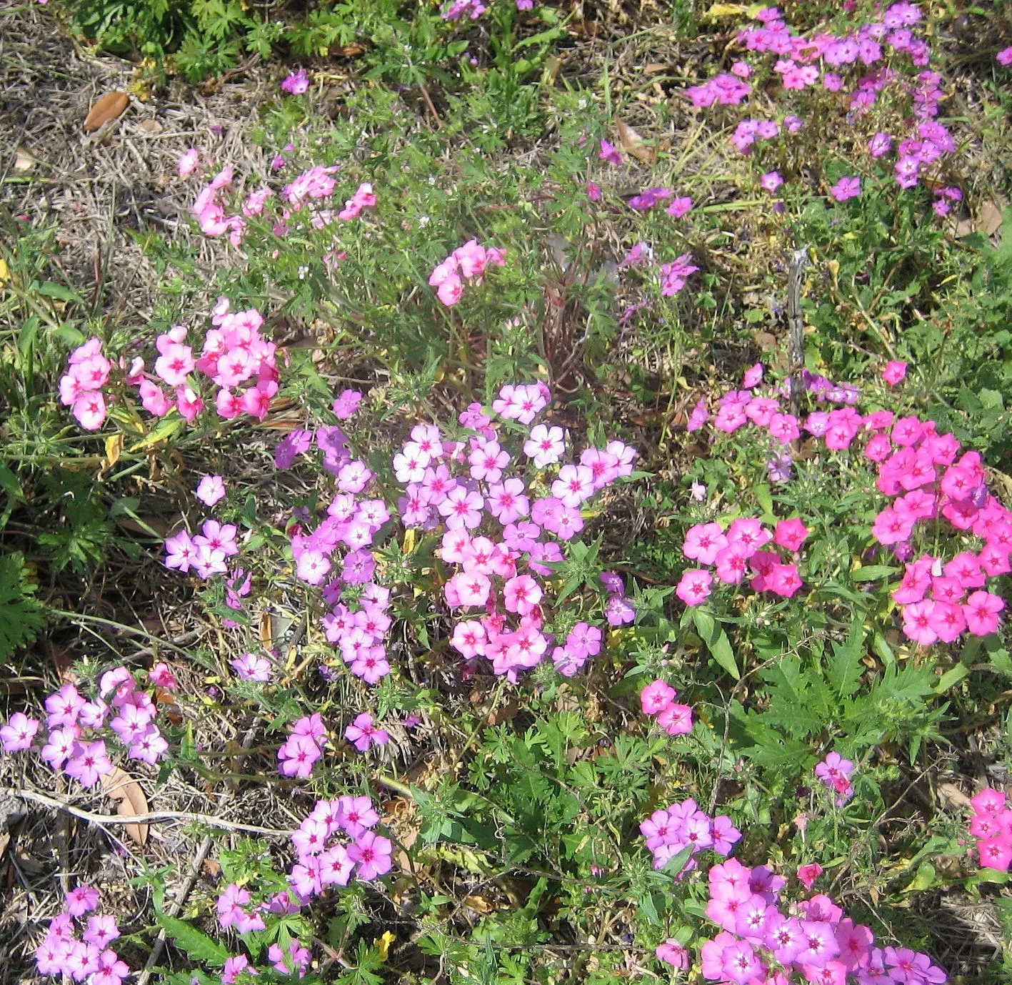 Annual Phlox (Phlox Drummondii) — making it a favored choice for adding a pop of color to any garden; in full bloom from spring to early fall, image 105