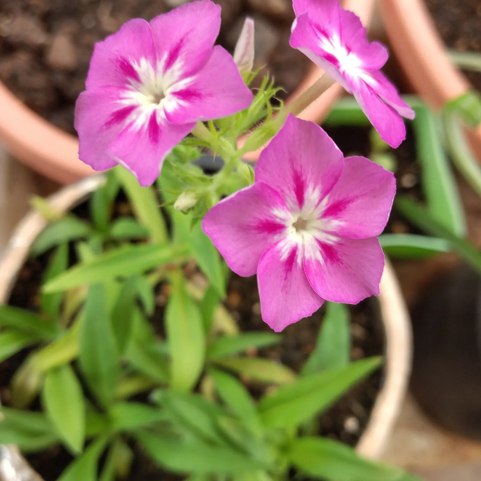 Annual Phlox (Phlox Drummondii) — its clustered star-shaped flowers come in an array of colors including pink