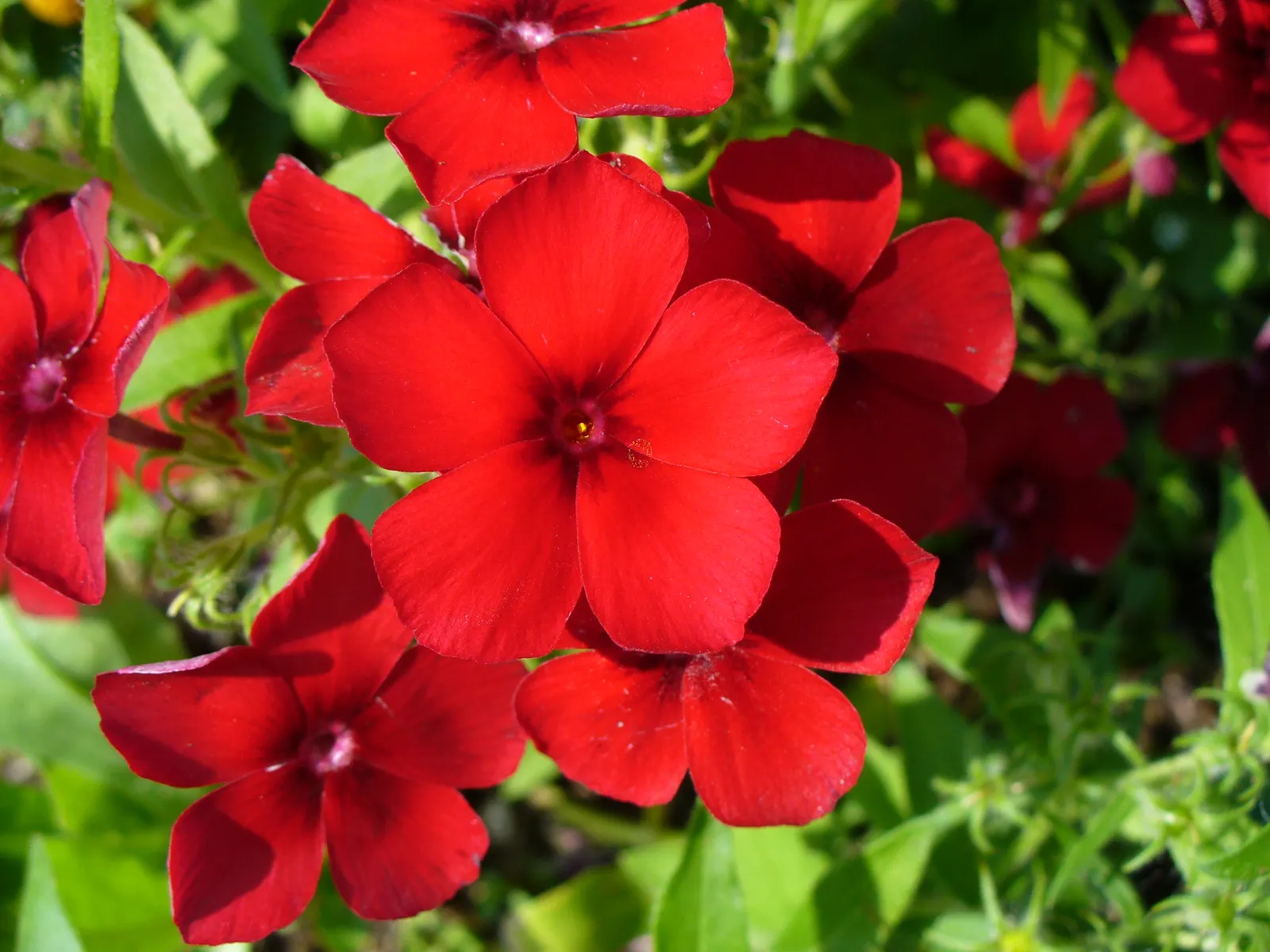 Annual Phlox (Phlox Drummondii) — Annual Phlox will surely leave a lasting impression; annual for half or shade, image 69