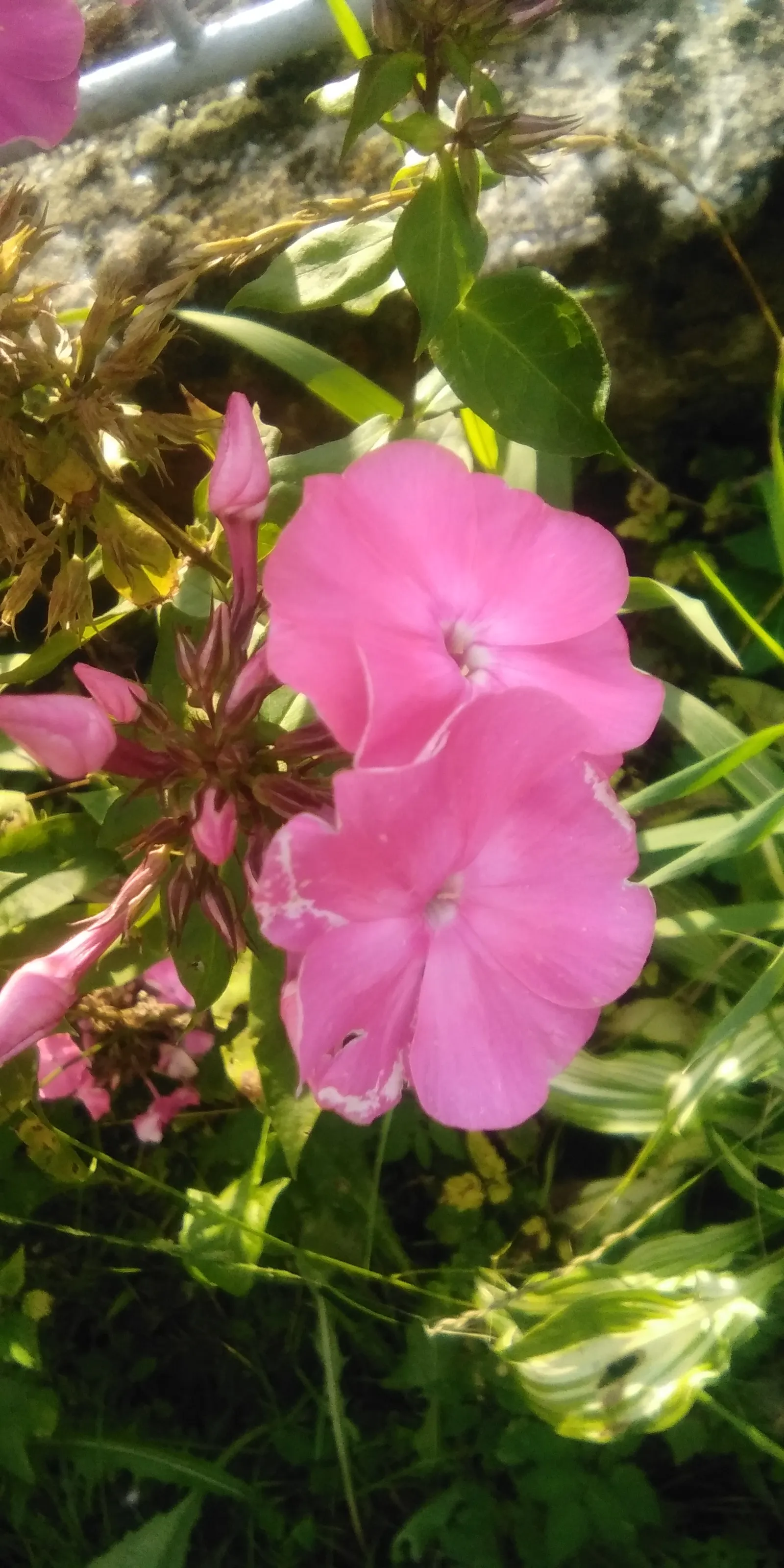 Annual Phlox (Phlox Drummondii) — multi-colored and pink flowers in the garden