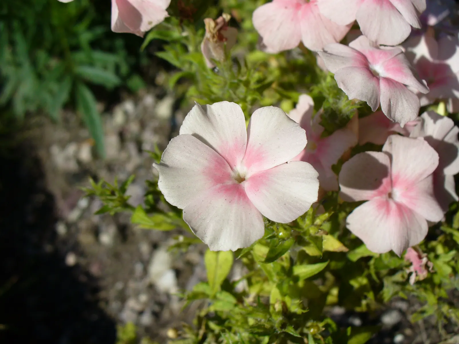 Annual Phlox (Phlox Drummondii) — can attract pollinators like butterflies and hummingbirds; it adds a prolonged splash of color and attracts, image 63