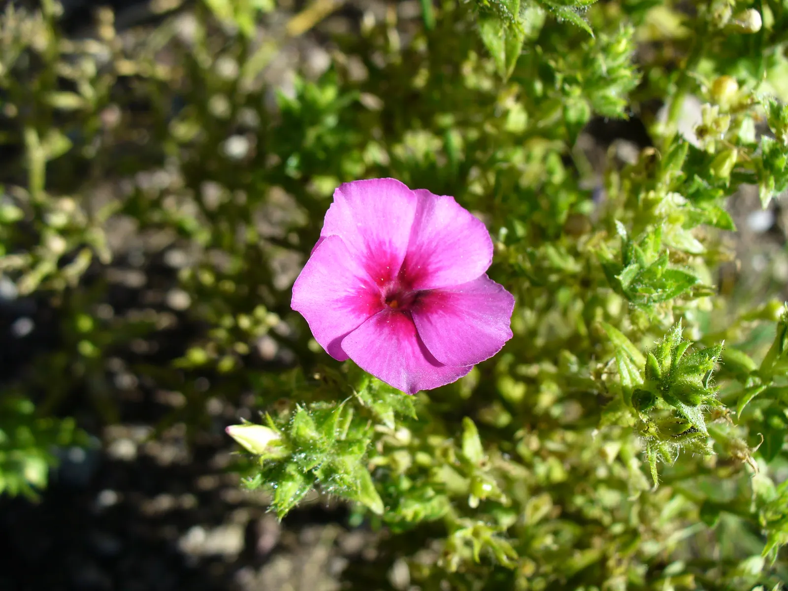 Annual Phlox (Phlox Drummondii) — it thrives in USDA zones 2 through 11; this summer bloomer reaches 6-12 inches in height and spreads up to 12, image 59