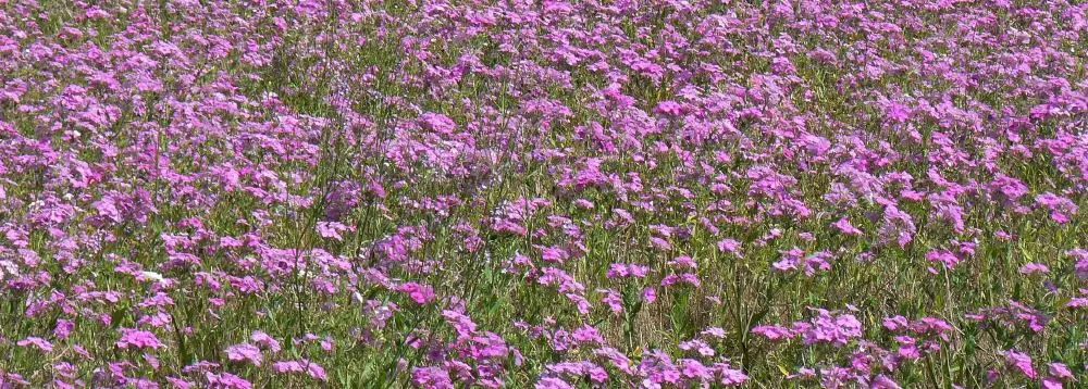 Annual Phlox (Phlox Drummondii) — its clustered star-shaped flowers come in an array of colors including pink; enriching the garden's, image 109