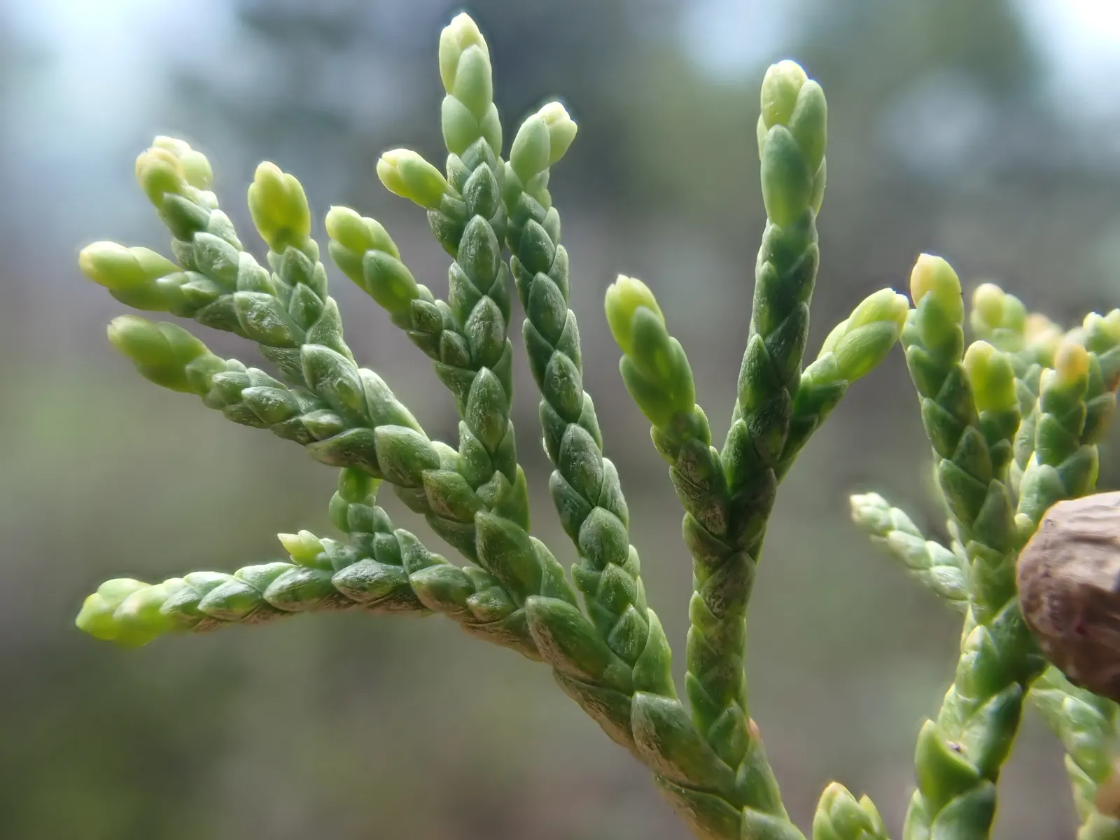 Rocky Mountain Juniper (Juniperus Scopulorum) — the Rocky Mountain Juniper is an excellent choice for water-wise landscapes; regular pruning is not necessary