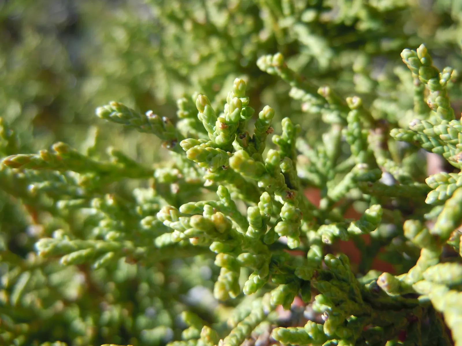 Rocky Mountain Juniper (Juniperus Scopulorum) — that start out as a bluish white and mature to a dark blue-purple; commonly called juniper berries