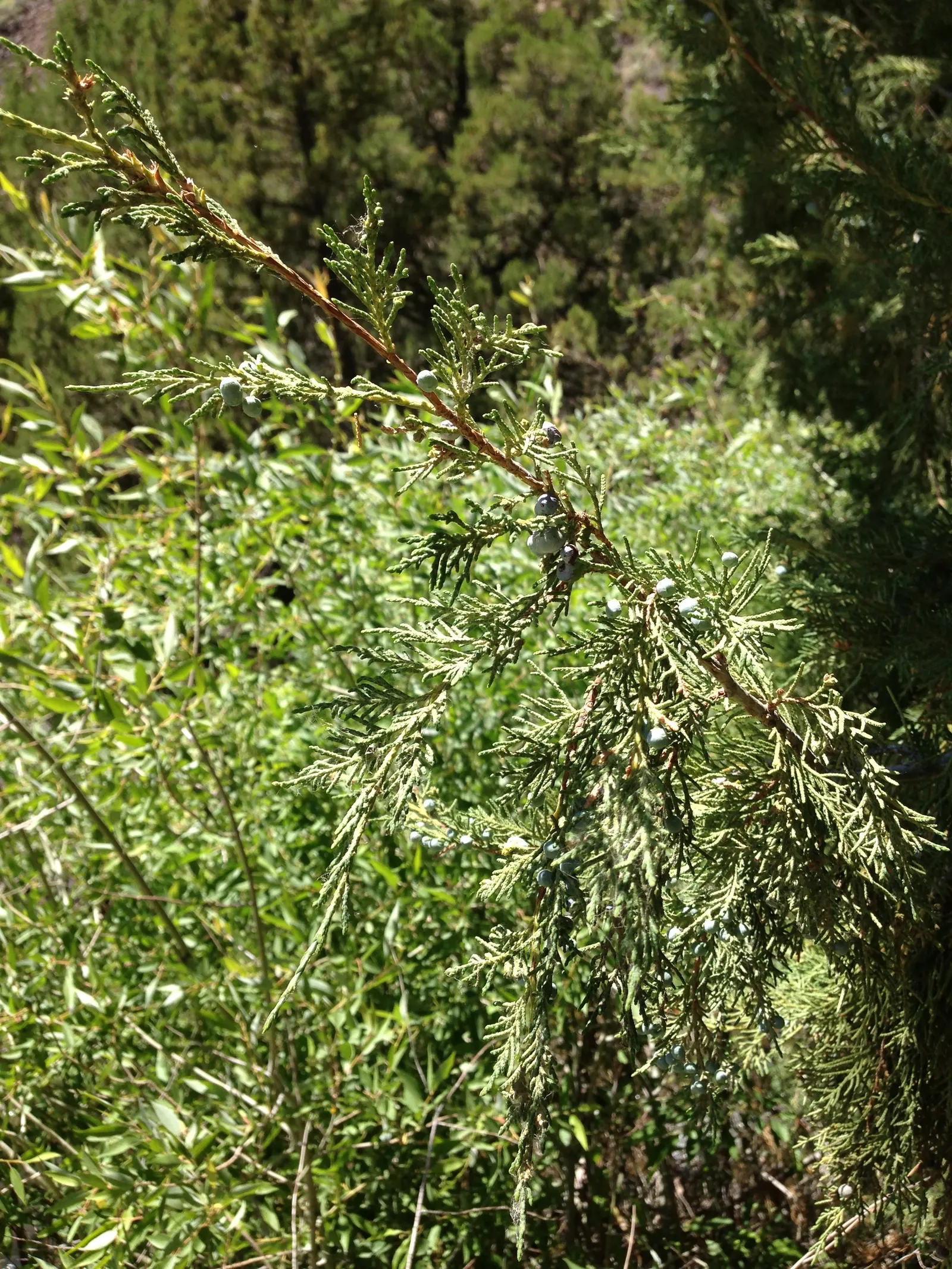Rocky Mountain Juniper (Juniperus Scopulorum) — Regular pruning is not necessary but