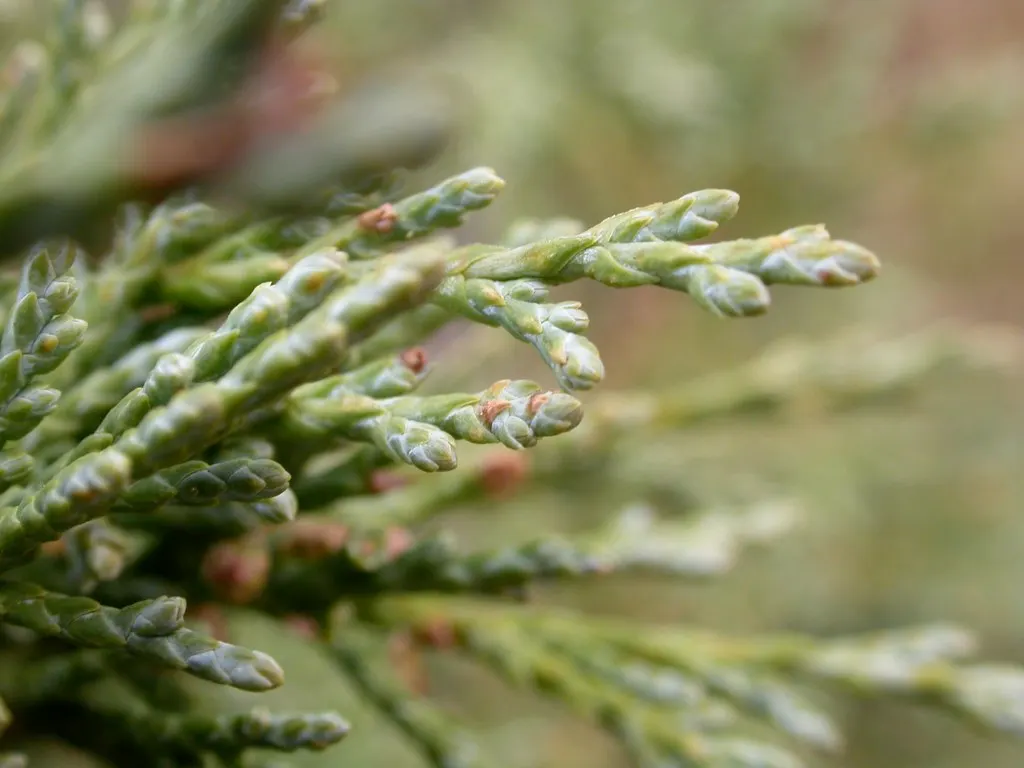 Rocky Mountain Juniper (Juniperus Scopulorum) — becoming more drought-tolerant and pest-resistant in proper conditions