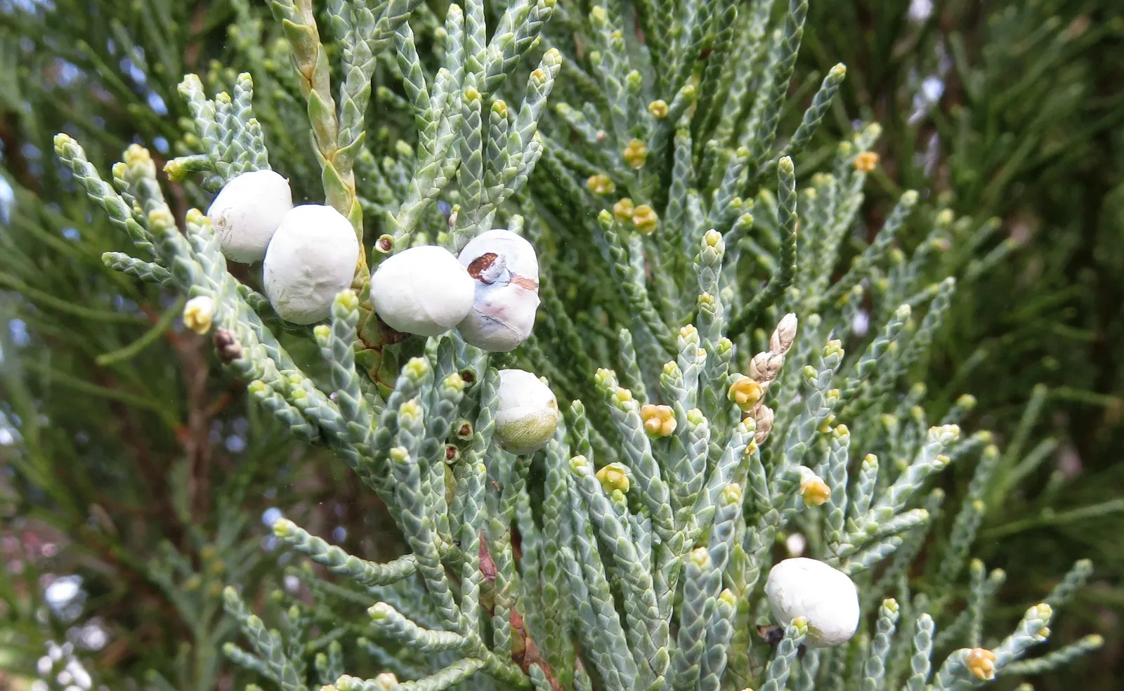 Rocky Mountain Juniper (Juniperus Scopulorum) — scale-like foliage ranging in color from blue-green to a silvery hue, image 38