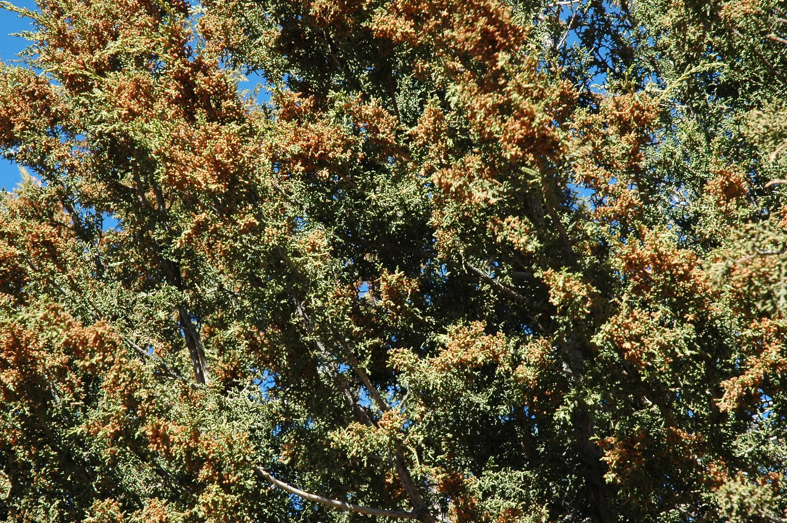 Rocky Mountain Juniper (Juniperus Scopulorum) — the Rocky Mountain Juniper features attractive