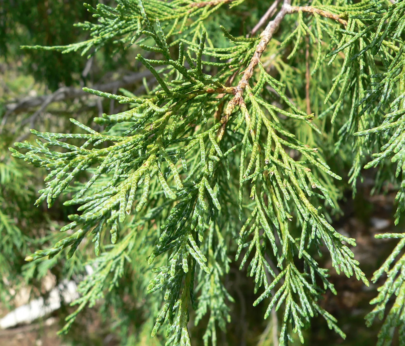 Rocky Mountain Juniper (Juniperus Scopulorum) — that start out as a bluish white and mature to a dark blue-purple