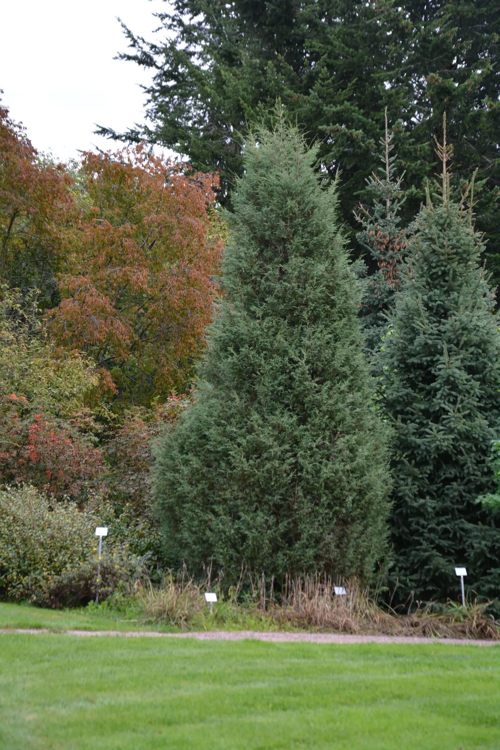 Rocky Mountain Juniper (Juniperus Scopulorum) — It prefers well-drained soils and full sun to partial shade