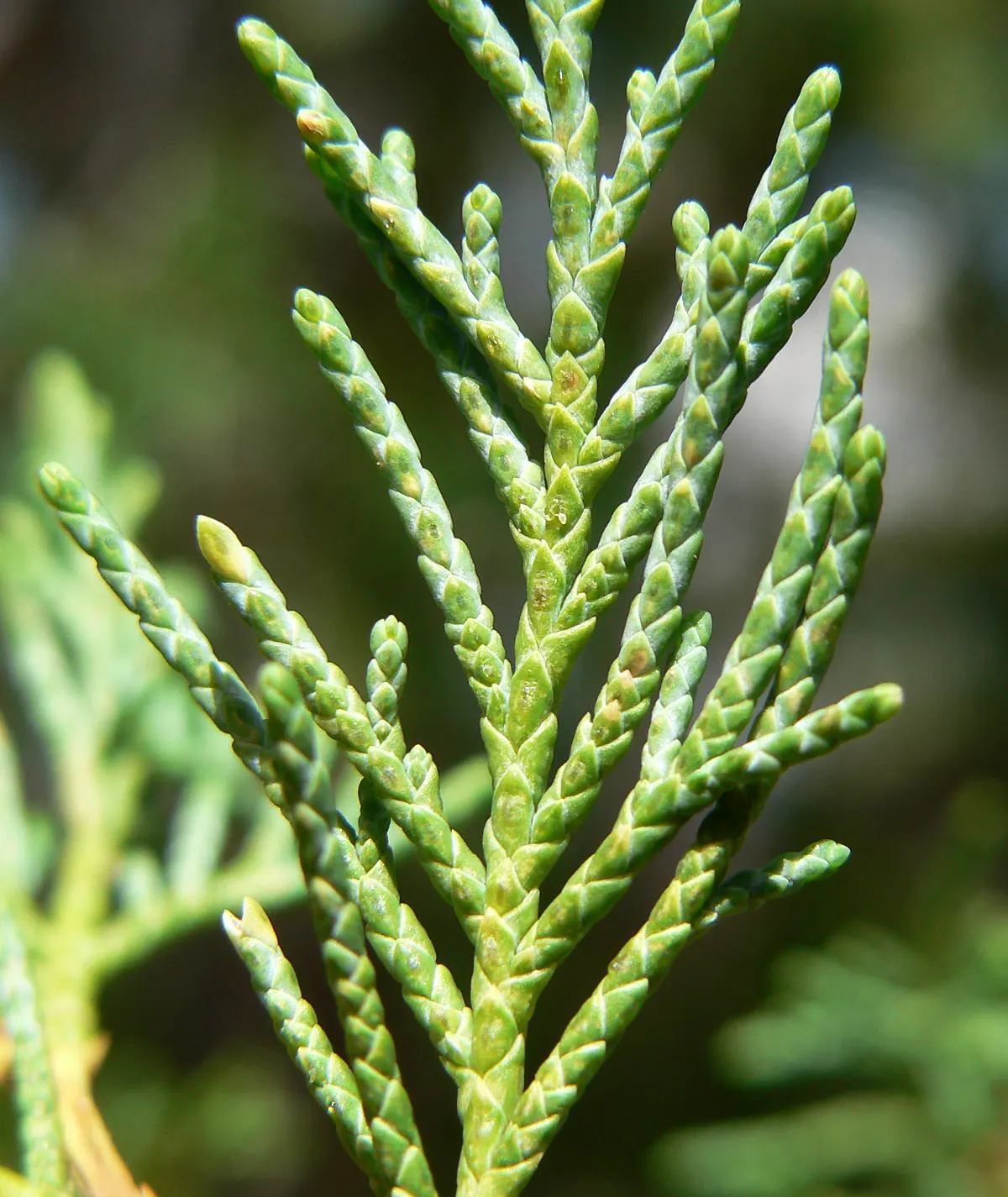 Rocky Mountain Juniper (Juniperus Scopulorum) — This color palette serves to add a calming yet stately tone to any garden design