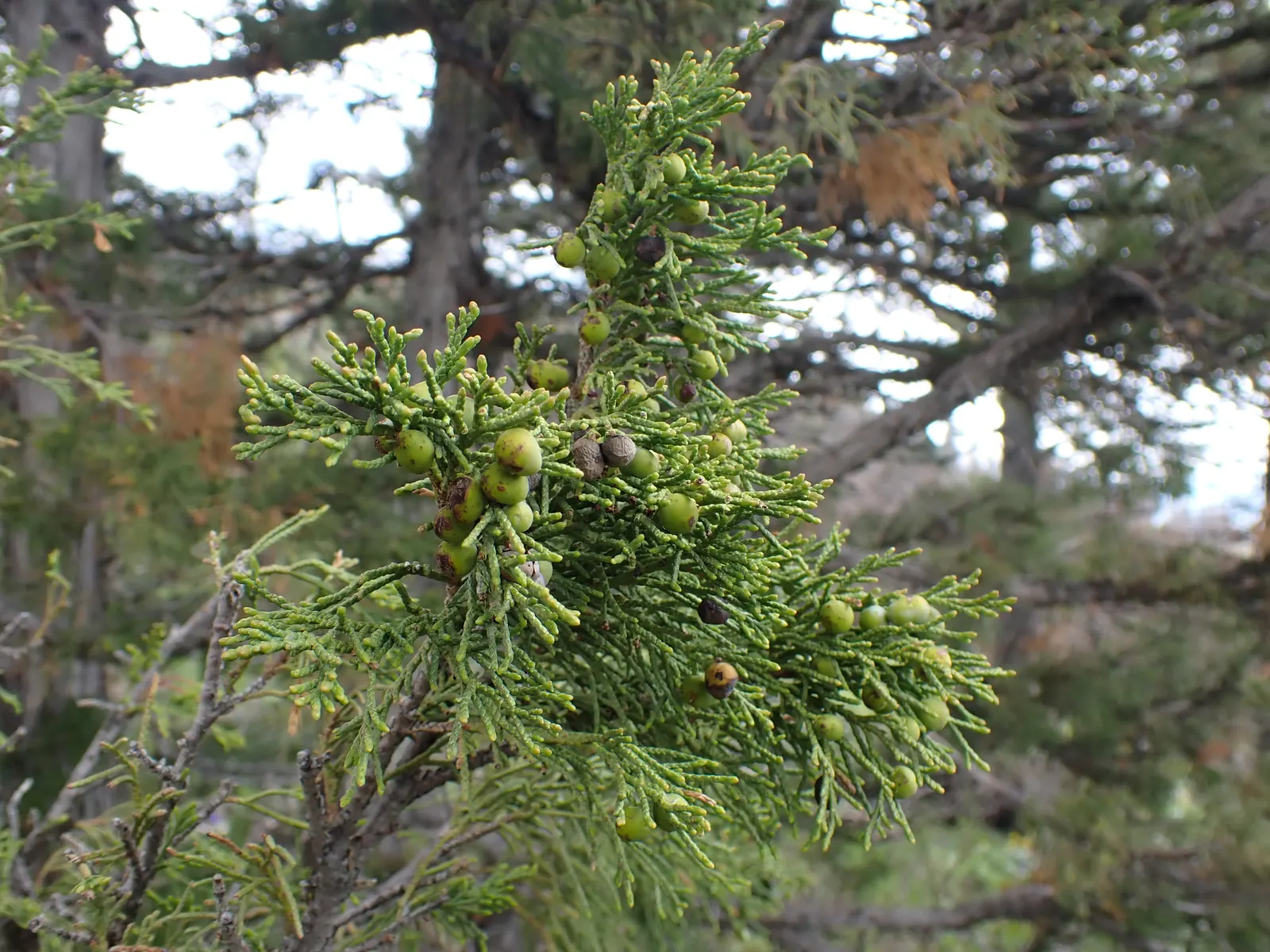 Rocky Mountain Juniper (Juniperus Scopulorum) — With a slow to moderate growth rate