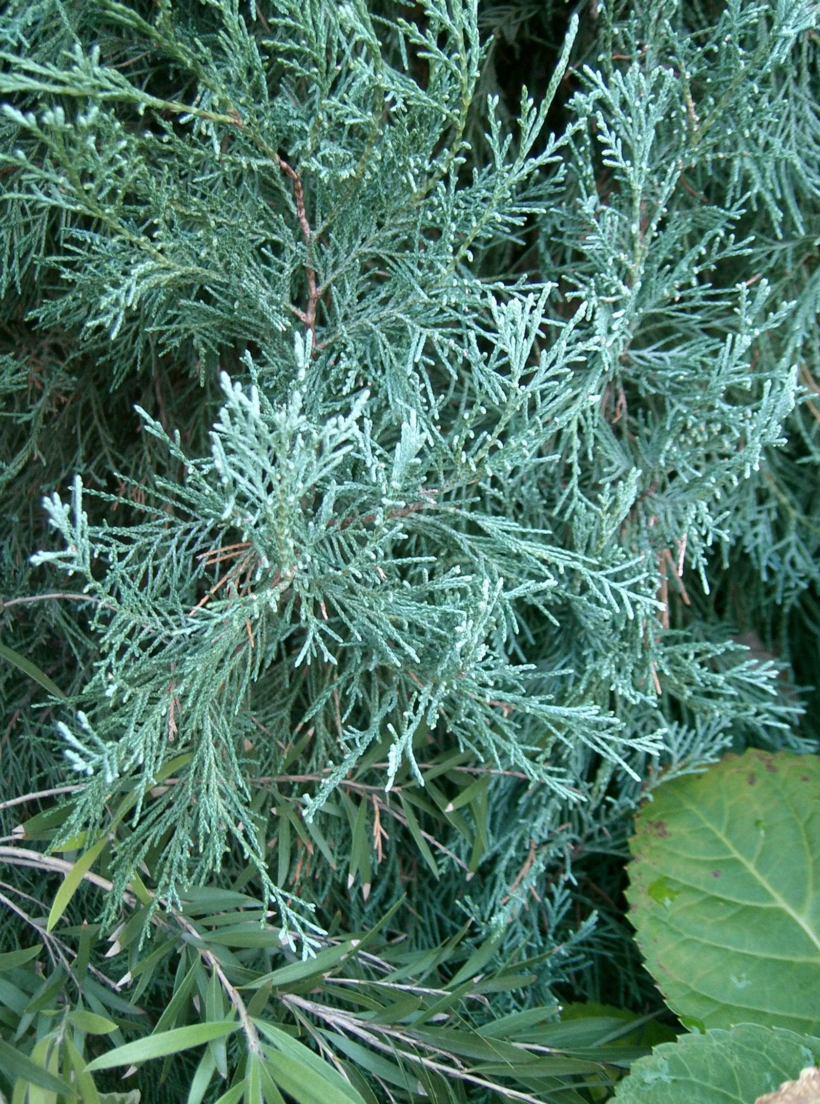 Rocky Mountain Juniper (Juniperus Scopulorum) — it matures to a height of approximately 30 to 40 feet with a spread of 3 to 15 feet; that start out as a bluish
