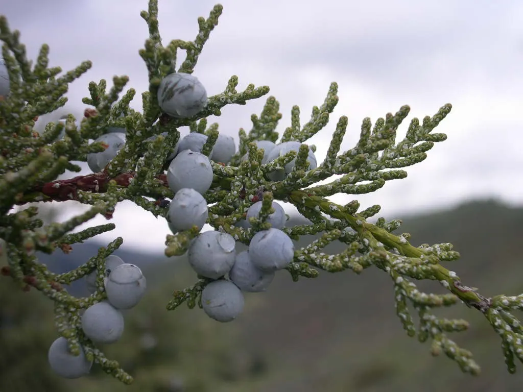Rocky Mountain Juniper (Juniperus Scopulorum) — it tolerates a wide range of temperatures and elevations; it prefers well-drained soils and full sun to partial