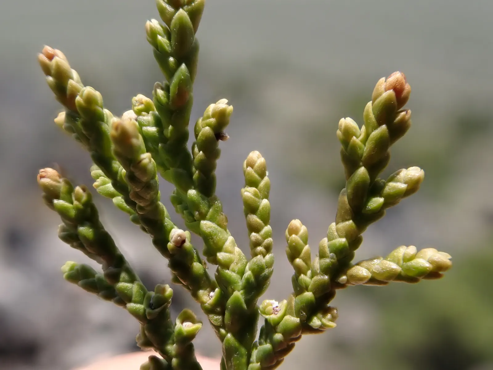 Rocky Mountain Juniper (Juniperus Scopulorum) — it matures to a height of approximately 30 to 40 feet with a spread of 3 to 15 feet