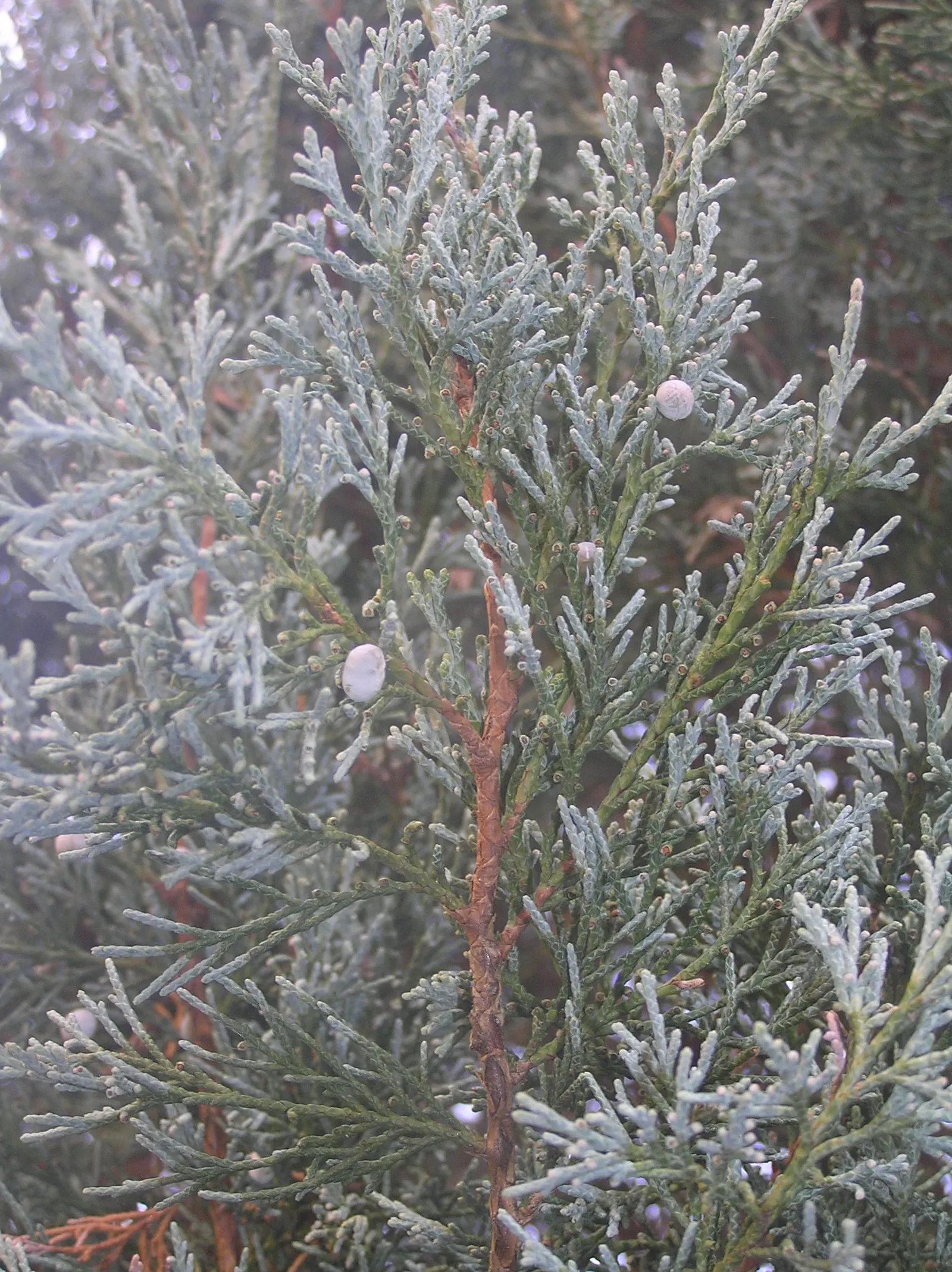 Rocky Mountain Juniper (Juniperus Scopulorum) — Regular pruning is not necessary but; this species is highly valued in landscape design for its robust nature