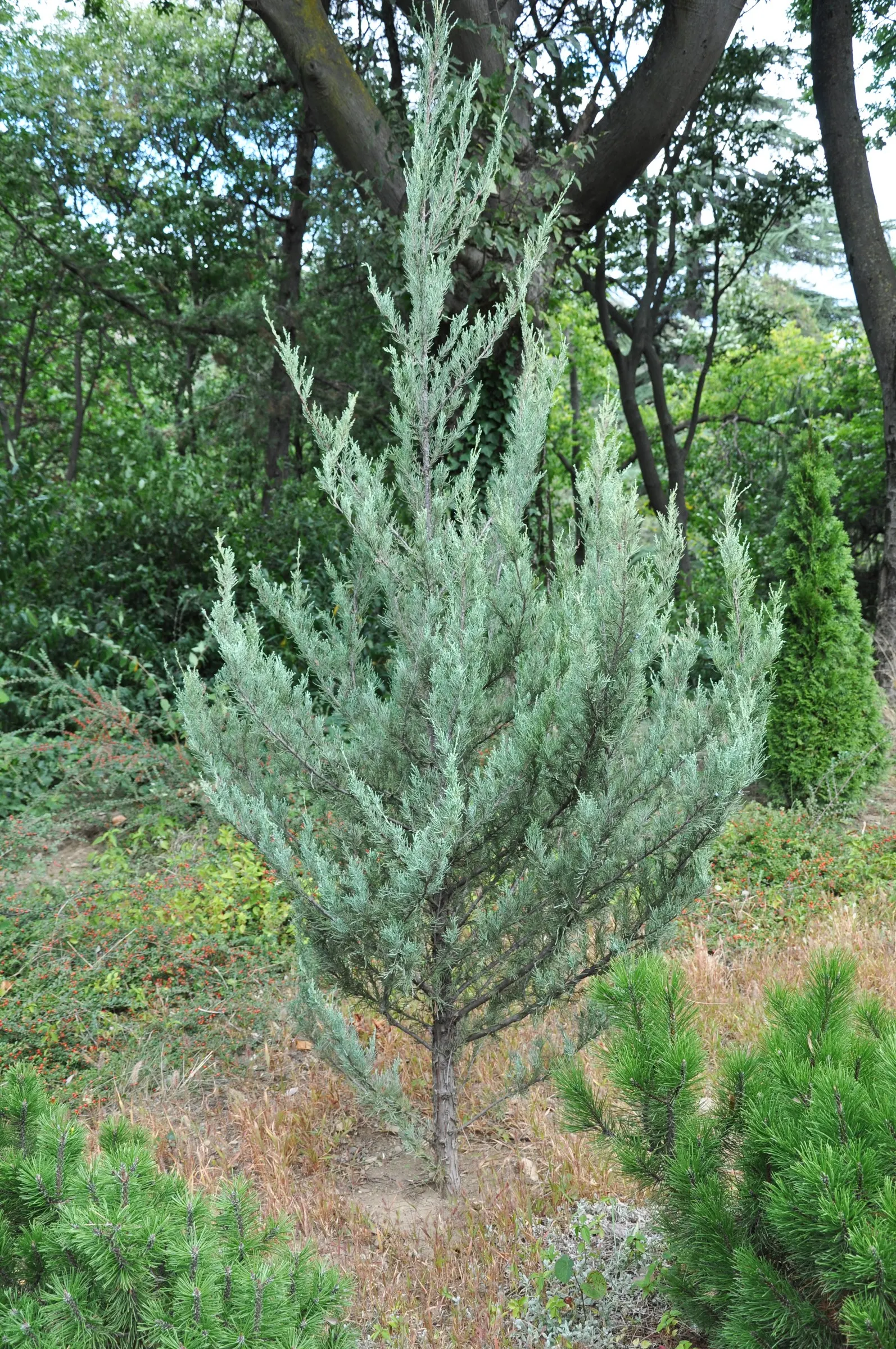 Rocky Mountain Juniper (Juniperus Scopulorum) — depending on the growing conditions and cultivar selected.<br><br>Renowned for its dense; shaping can be done