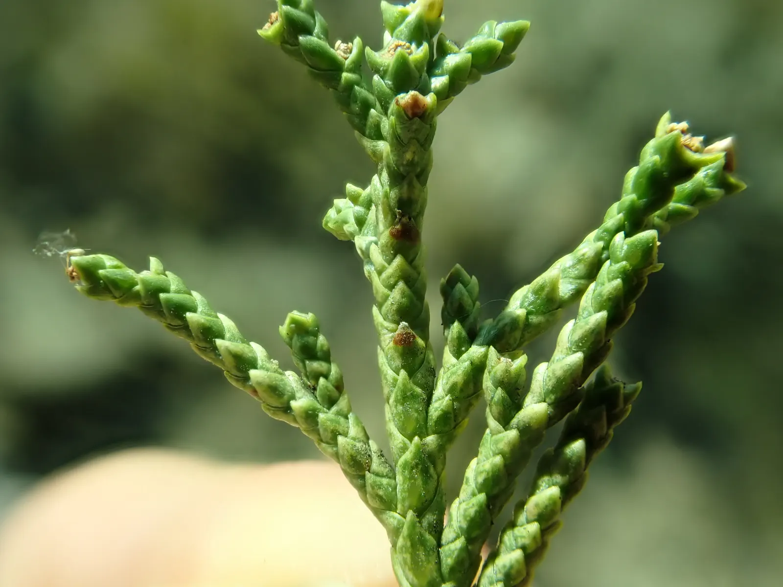 Rocky Mountain Juniper (Juniperus Scopulorum) — Ideal for windbreaks and privacy screens; the Rocky Mountain Juniper is an excellent choice for water-wise