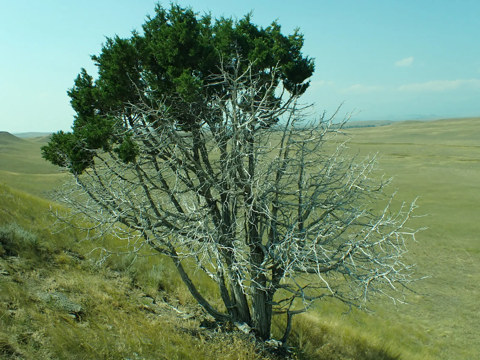 Rocky Mountain Juniper (Juniperus Scopulorum) — scientifically named Juniperus scopulorum