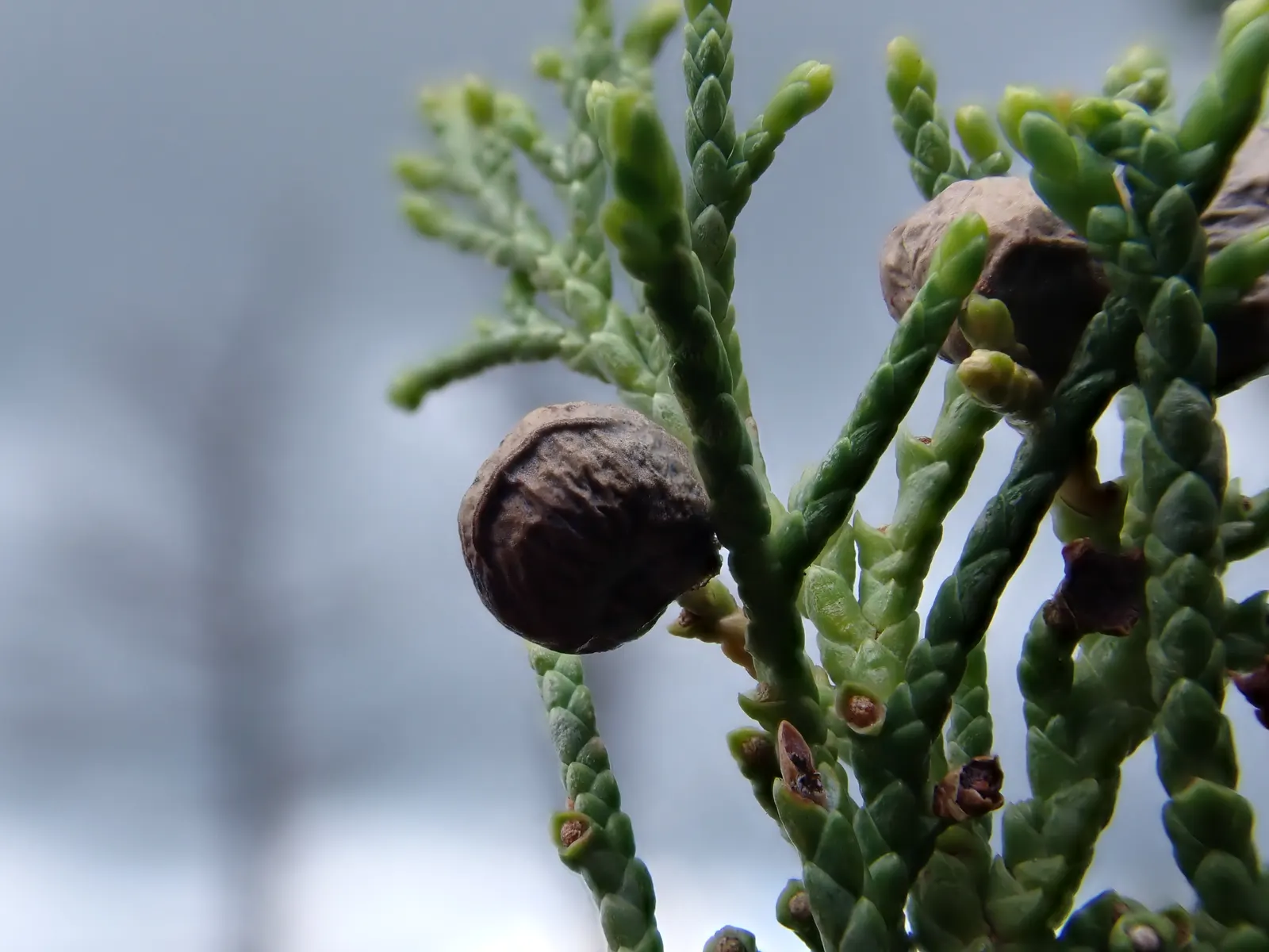 Rocky Mountain Juniper (Juniperus Scopulorum) — Its dense, silvery-blue needles and berry-like, bluish cones enhance year-round interest; depending, image 52