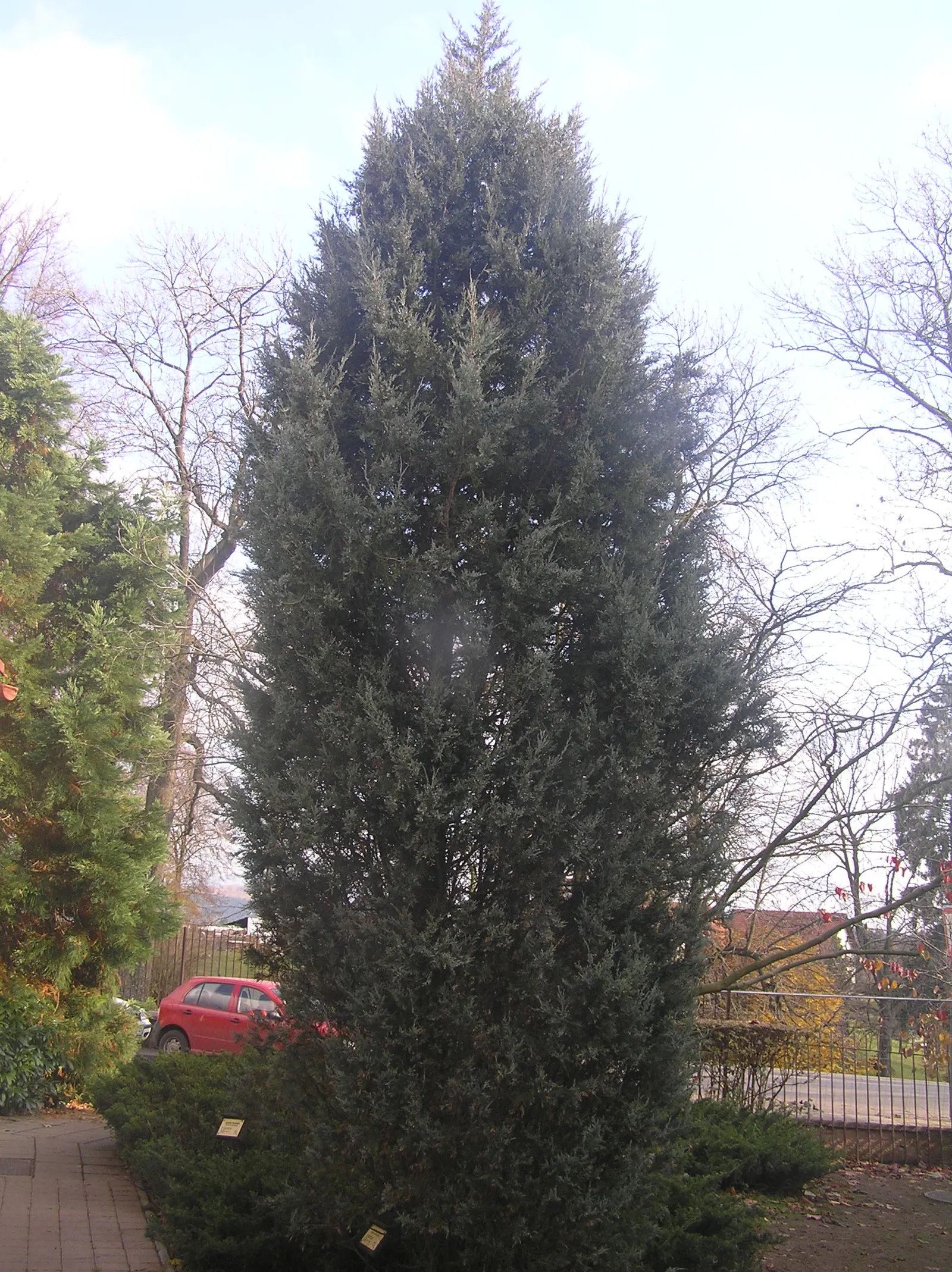 Rocky Mountain Juniper (Juniperus Scopulorum) — the juniper produces berry-like cones; its dense, silvery-blue needles and berry-like, bluish cones enhance