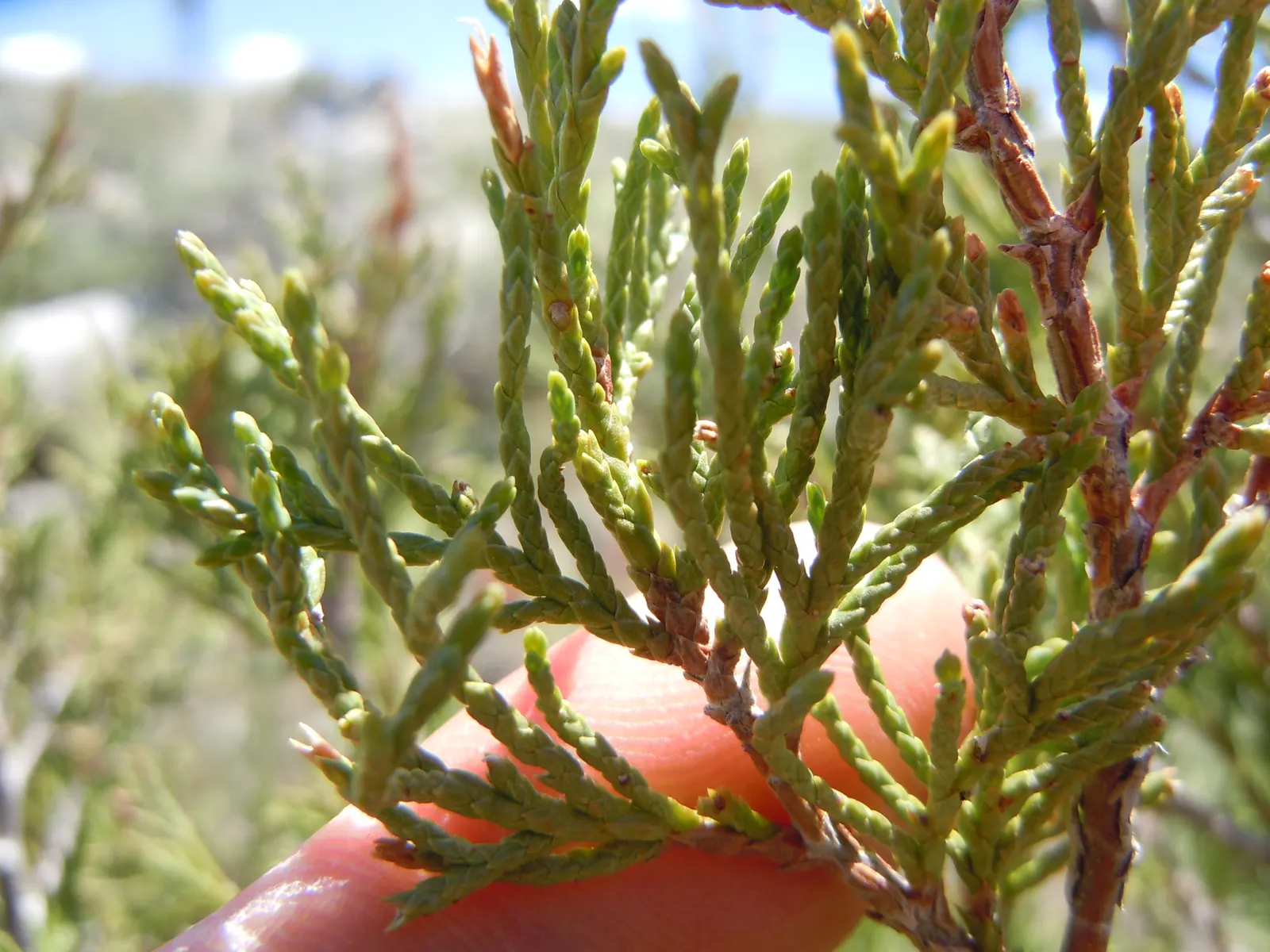 Rocky Mountain Juniper (Juniperus Scopulorum) — this drought-tolerant native thrives in USDA zones 3-7