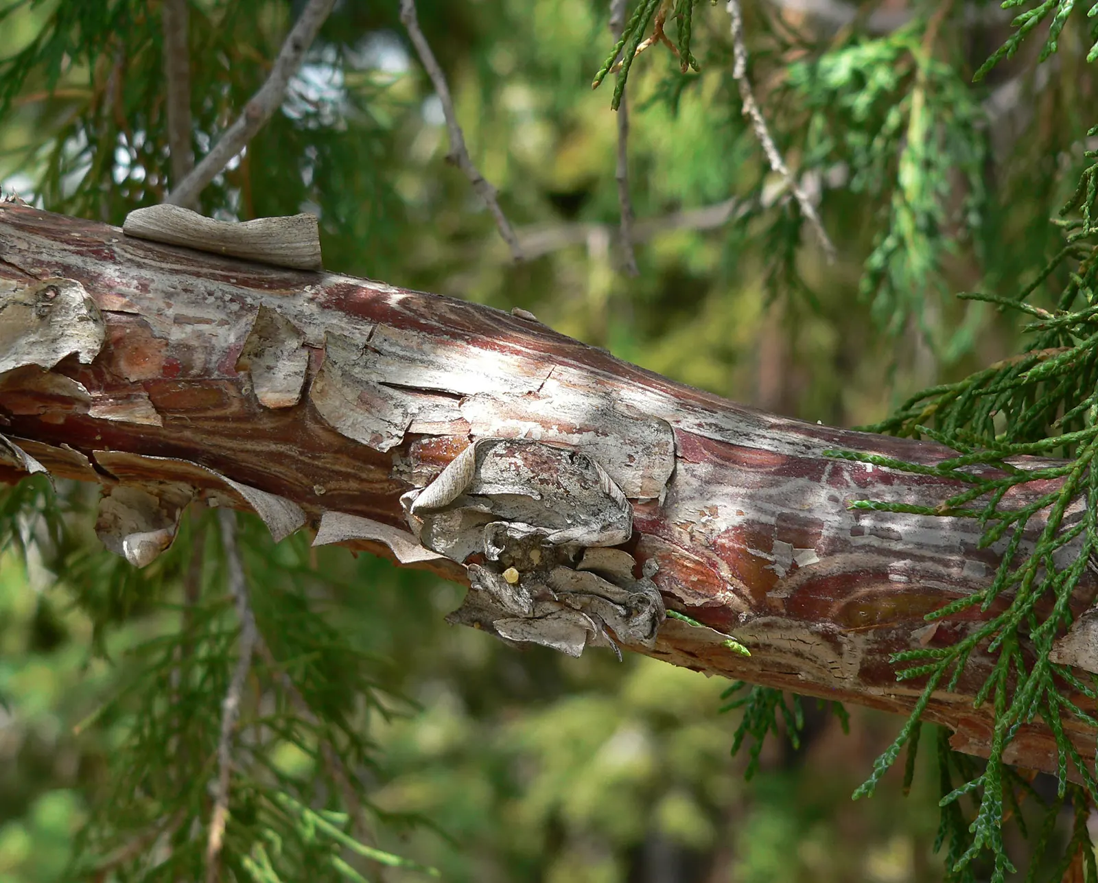 Rocky Mountain Juniper (Juniperus Scopulorum) — shaping can be done to maintain its size and maintain aesthetics