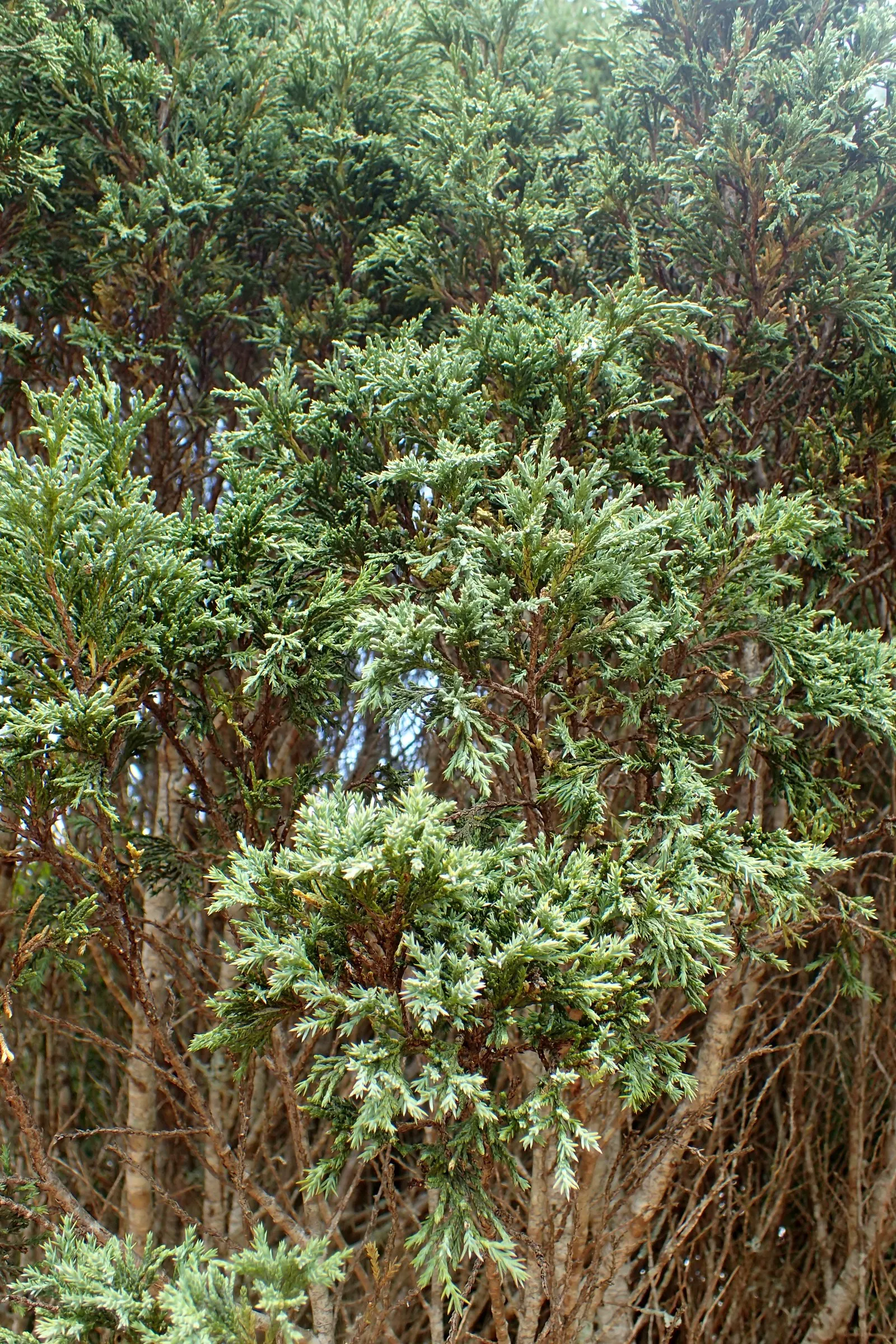 Rocky Mountain Juniper (Juniperus Scopulorum) — This species is highly valued in landscape design for its robust nature and aesthetic appeal; ideal for