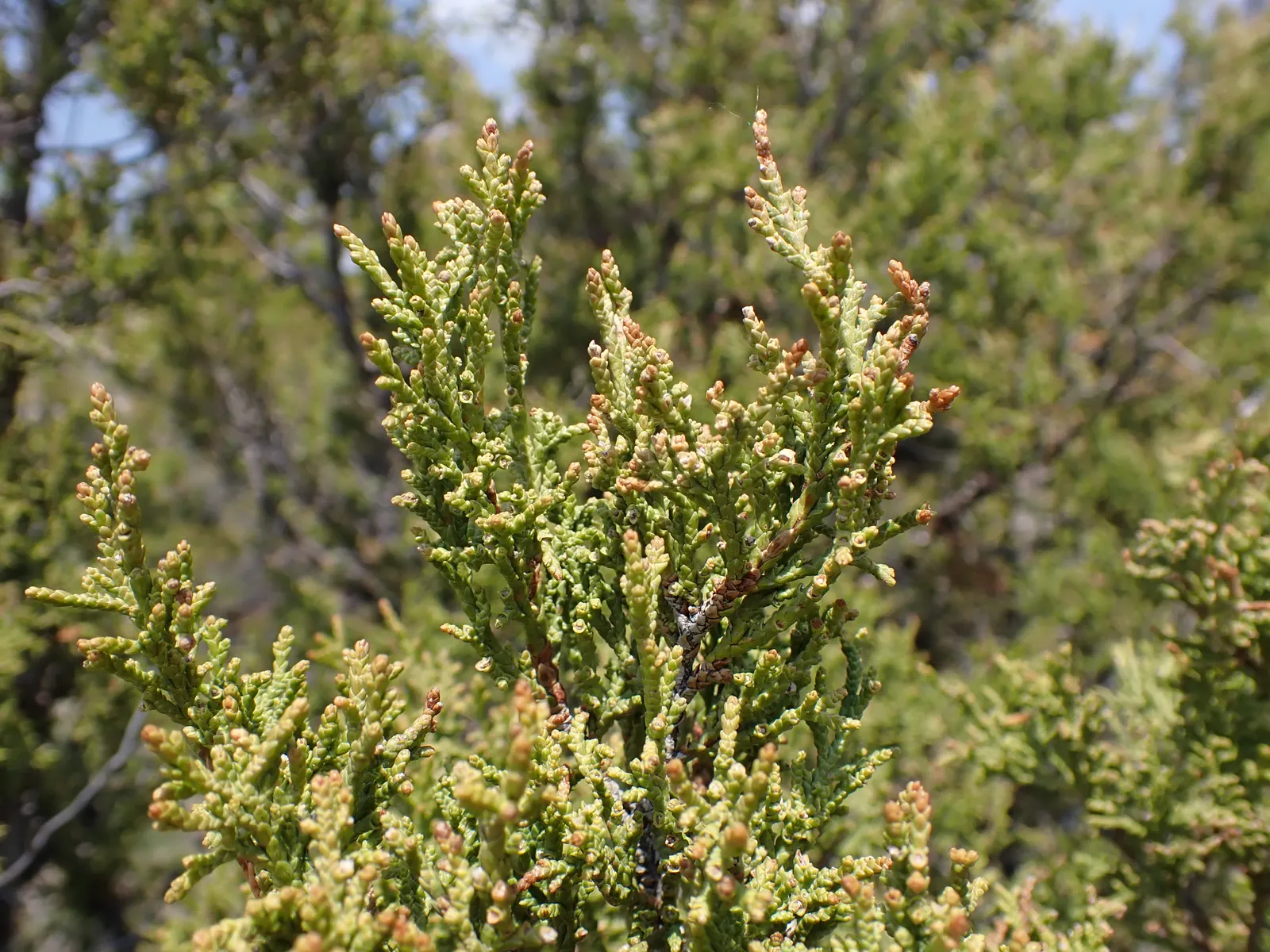 Rocky Mountain Juniper (Juniperus Scopulorum) — preferring full sun and well-drained soils