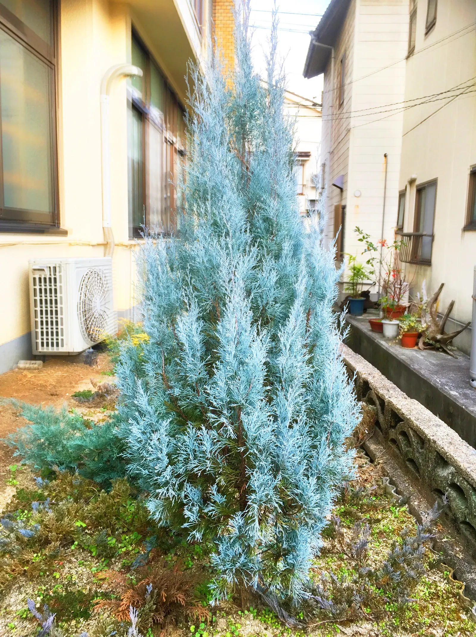 Rocky Mountain Juniper (Juniperus Scopulorum) — scientifically named Juniperus scopulorum; this color palette serves to add a calming yet stately tone to any