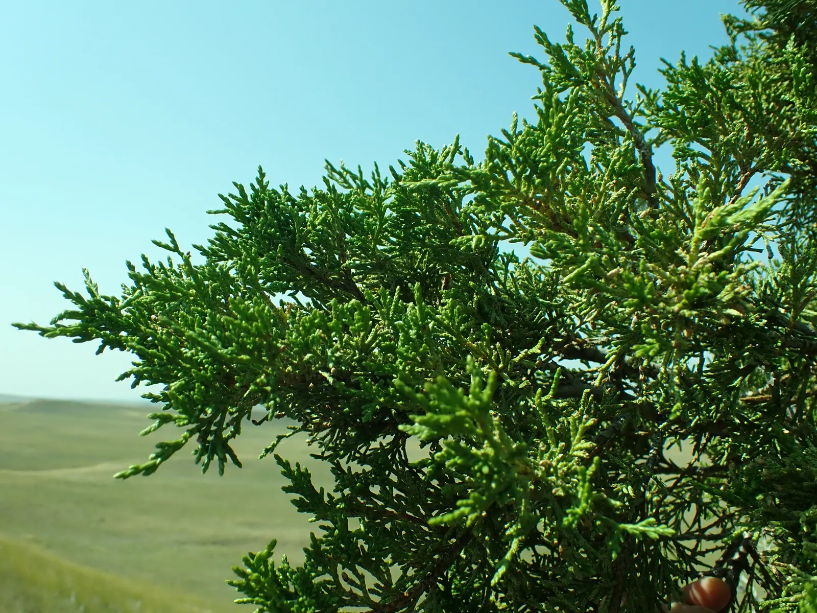 Rocky Mountain Juniper (Juniperus Scopulorum) — depending on the growing conditions and cultivar selected.<br><br>Renowned for its dense