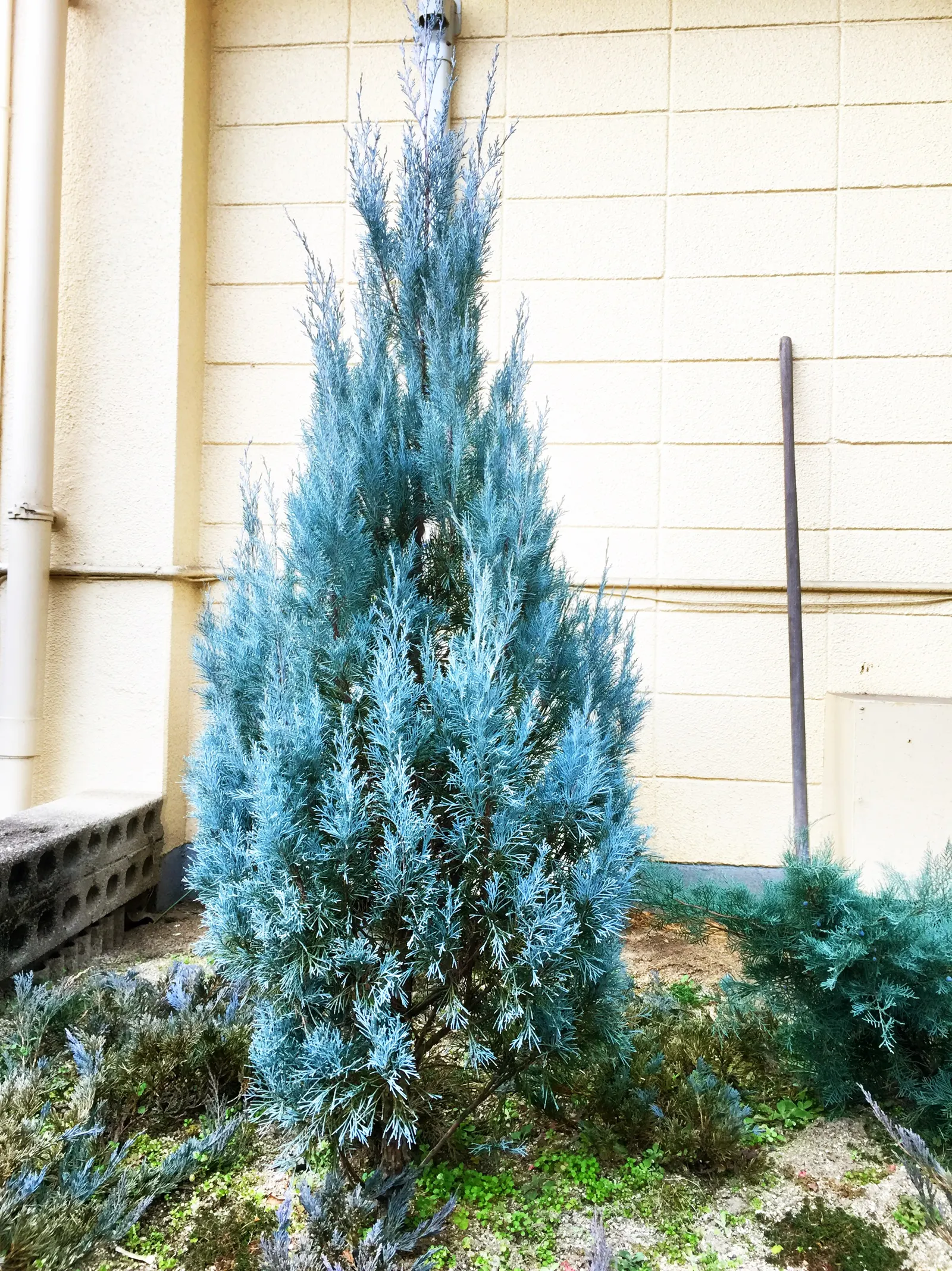 Rocky Mountain Juniper (Juniperus Scopulorum) — the juniper produces berry-like cones